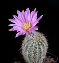 Echinocereus lauii 