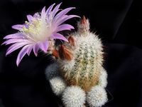 Echinocereus lauii