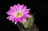 Echinocereus leonensis