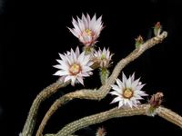 Echinocereus leucanthus