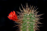 Echinocereus matudae Pasheco