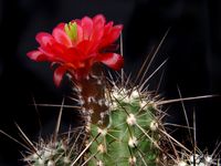 Echinocereus mombergerianus PM 01