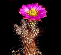 Echinocereus palmeri