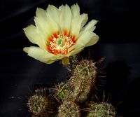 Echinocereus papillosus