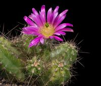 Echinocereus parkeri SB1616