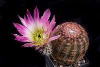 Echinocereus pectinatus