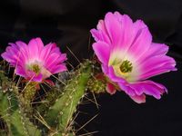 Echinocereus pentalophus