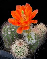 Echinocereus polyacanthus ssp huitcholensis