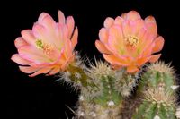 Echinocereus polyacanthus subsp acifer L1082