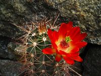 Echinocereus polyacanthus