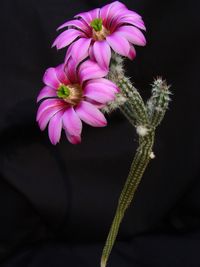 Echinocereus poselgeri