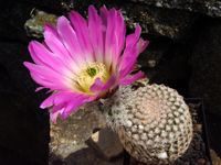 Echinocereus primolanatus