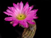 Echinocereus pseudopectinatus (bristolii)