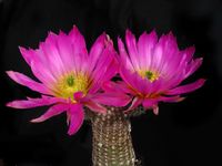 Echinocereus pseudopectinatus