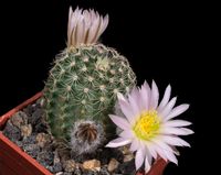 Echinocereus pulchellus subsp sharpii DU49