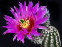 Echinocereus purpureus