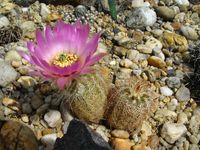 Echinocereus reichenbachii Freiland