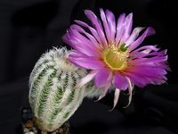 Echinocereus reichenbachii miniature