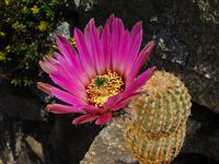 Echinocereus reichenbachii pailanus