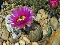 Echinocereus reichenbachii ssp caespitosus