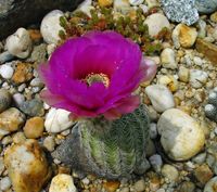 Echinocereus reichenbachii var oklahomensis