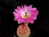 Echinocereus reichenbachii