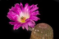 Echinocereus rigidissimus ssp rubispinus 