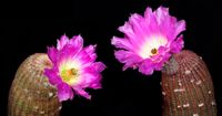 Echinocereus rigidissimus ssp rubispinus