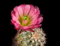 Echinocereus roetteri