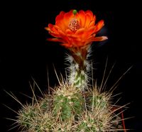 Echinocereus salm-dyckianus