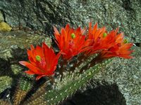 Echinocereus sanpedroensis