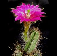 Echinocereus scheerii f Creel