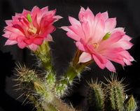 Echinocereus scheerii