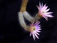 Echinocereus schmollii