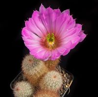 Echinocereus sciurus