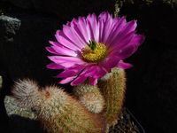 Echinocereus sciurus2