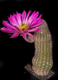 Echinocereus scopulorum