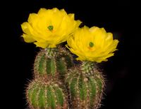 Echinocereus stolonifer ssp tayopensis