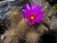 Echinocereus stramineus