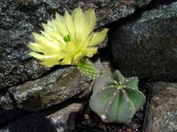 Echinocereus subinermis ssp ochoterenae