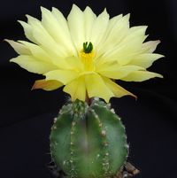 Echinocereus subinermis