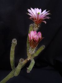 Echinocereus tamaulipensis