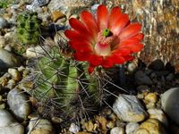 Echinocereus triglochidatus v gurneyi