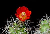 Echinocereus triglochidiatus v gonocanthus