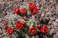 Echinocereus triglochidiatus-Freiland