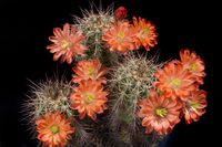 Echinocereus triglochidiatus