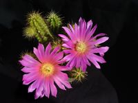 Echinocereus viereckii