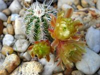 Echinocereus viridiflorus SB 931