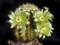 Echinocereus viridiflorus ssp correllii