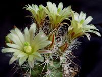 Echinocereus viridiflorus ssp davisii